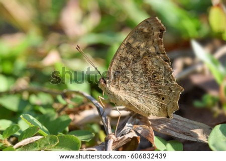 Butter fly on blurred background