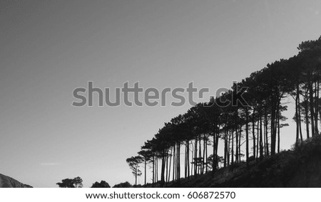 black and white picture of trees on table mountain in cape town south africa