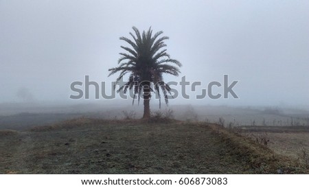 Stock photo of misty field and a lonely date palm tree low visibility silhouette due to heavy fog on a winter morning in India
