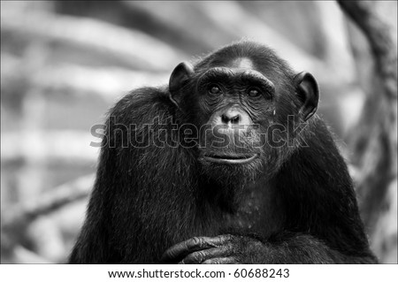 It is black and white portrait of a wild chimpanzee at a short distance.