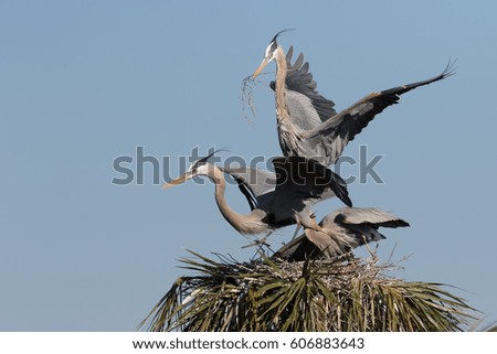 Great Blue Heron Nest Building in Florida