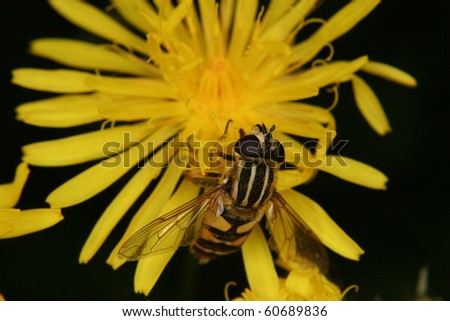 European hoverfly (Helophilus trivittatus) on a flower