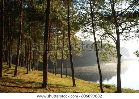 Scenic view of the park. Sun light behind the beautiful pine forest with a lagoon