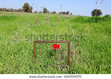 Red Tender Flower Decorated by Wooden Frame like a Picture. Spring Blossom on Glade. Wild Beautiful  Anemone Blooming on Green Grass Meadow. Early Summertime Landscape. Environment Protection Concept