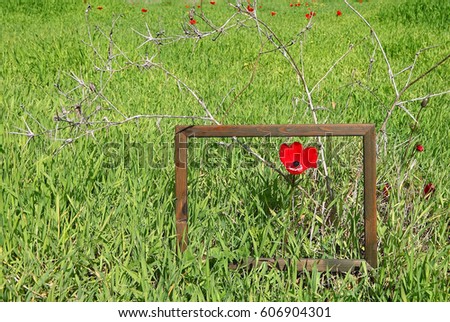 Red Tender Flower Decorated by Wooden Frame like a Picture. Spring Blossom on Glade. Wild Beautiful  Anemone Blooming on Green Grass Meadow. Early Summertime Landscape. Environment Protection Concept