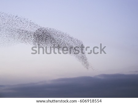 Team of starlings flying Royalty-Free Stock Photo #606918554