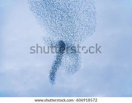 Birds swarm movements  Royalty-Free Stock Photo #606918572