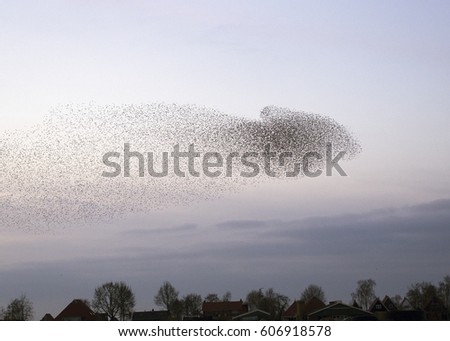 Team of starlings flying Royalty-Free Stock Photo #606918578