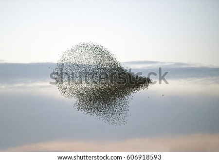 Large flock of starlings Royalty-Free Stock Photo #606918593