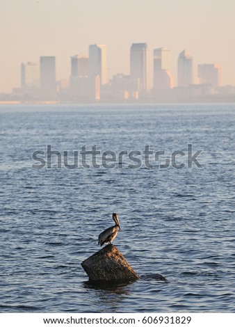 pelican on rock with Tampa in background