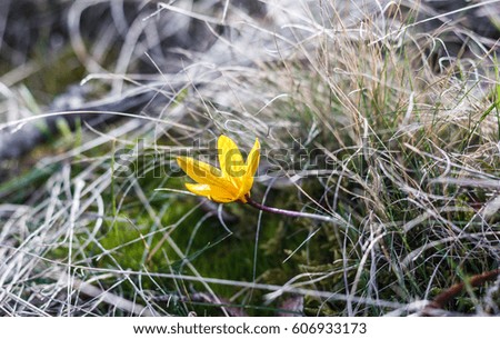 Yellow crocus