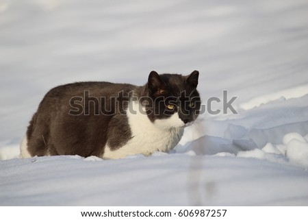 Cat playing in the snow