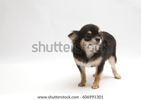 black and tan cream long coated Chihuahua isolated over white background  