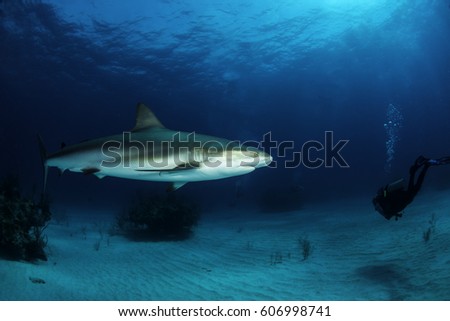 A grey reef shark following a diver