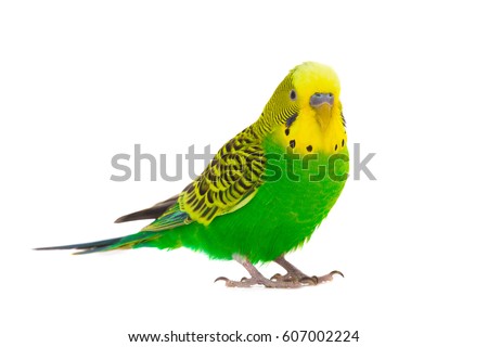 green budgie isolated on white background Royalty-Free Stock Photo #607002224