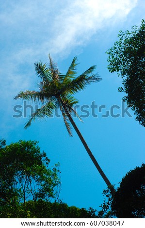 coconut tree with silhouette effect. A silhouette is the image of a person, animal, object or scene represented as a solid shape of a single color, usually black, 