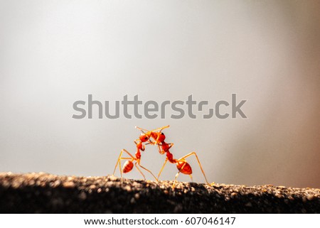 Fire ant kissing