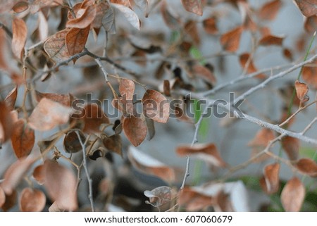 Dry leaves blurred