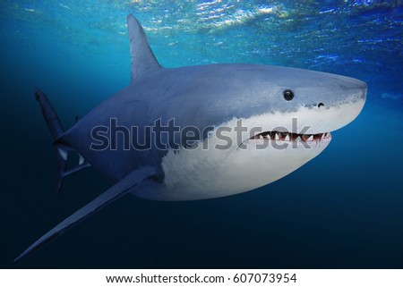 The Great White Shark - Carcharodon carcharias is a world's largest known extant predatory fish. Underwater picture of big fish in a deep sea. 
