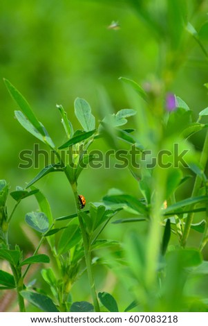 Ladybug on Green Grass Over Green Background
