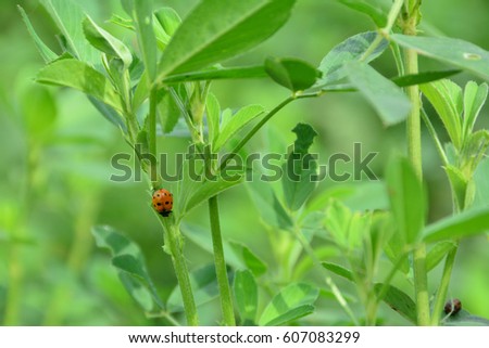 Ladybug on Green Grass Over Green Background