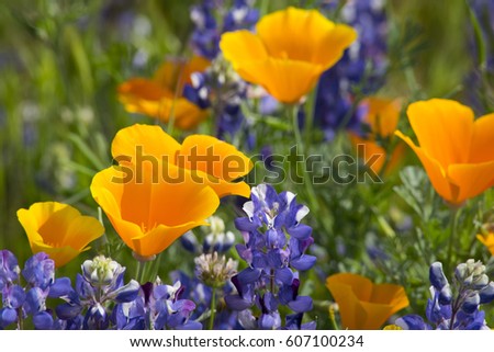 Vibrant Wildflowers: California Poppies and Lupines in Bloom Royalty-Free Stock Photo #607100234