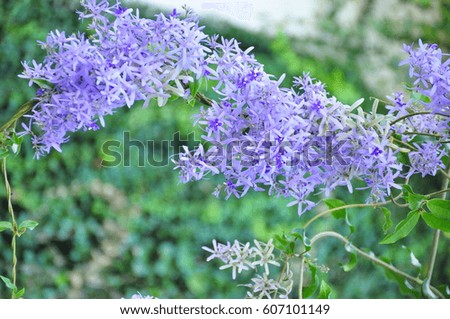 purple flowers on a background of green leaves