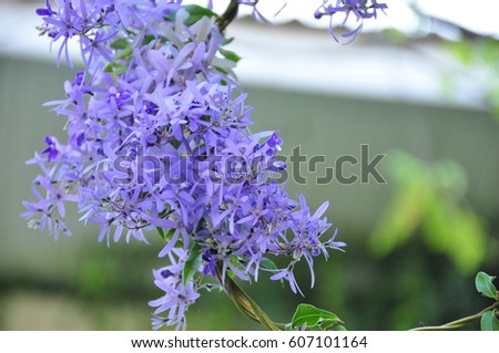 purple flowers on a background of green leaves