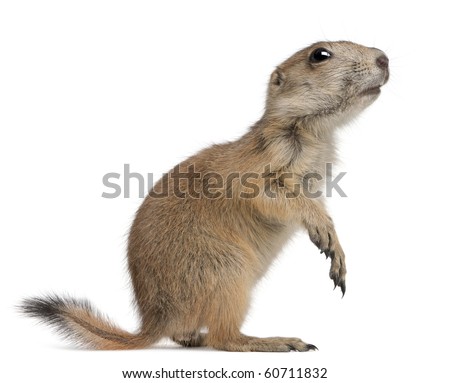 Black-tailed prairie dog, Cynomys ludovicianus, standing in front of white background Royalty-Free Stock Photo #60711832