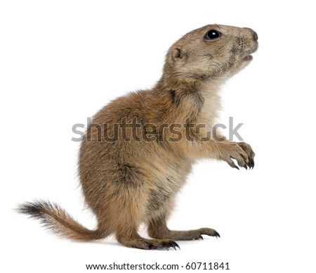 Black-tailed prairie dog, Cynomys ludovicianus, standing in front of white background Royalty-Free Stock Photo #60711841