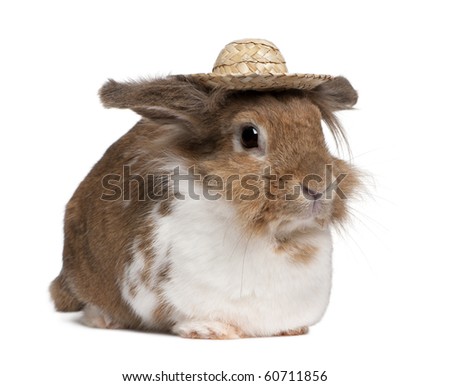Portrait of a European Rabbit wearing a straw hat, Oryctolagus cuniculus, sitting in front of white background