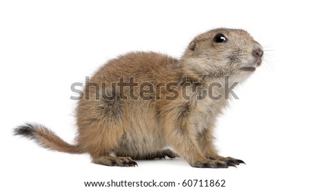 Black-tailed prairie dog, Cynomys ludovicianus, sitting in front of white background Royalty-Free Stock Photo #60711862