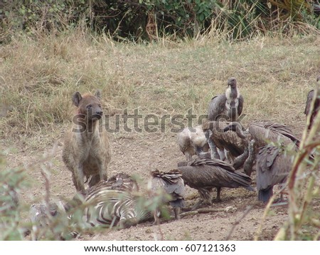 hyena and vultures on kill
