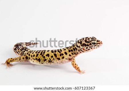 Eublepharius macularius, leopard gecko