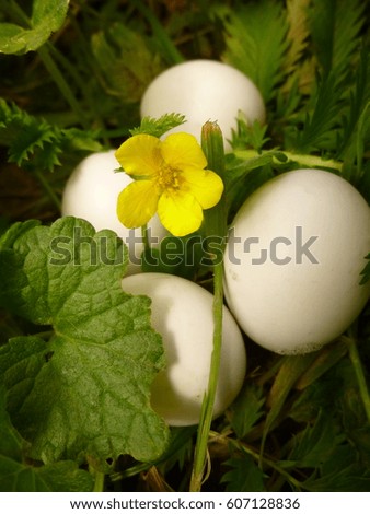 Yellow flower and small white eggs
