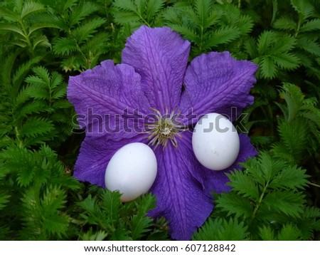 Two dove egg on big purple flower