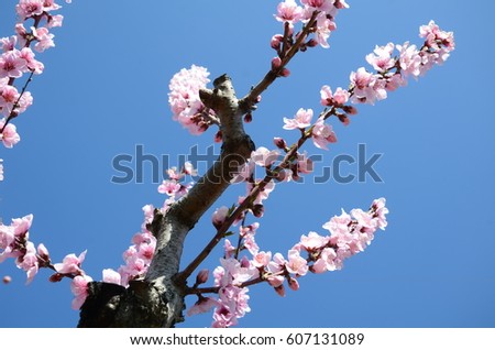 branch of peach blossom