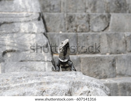 Big iguana is guarding the ancient building in Mexico.