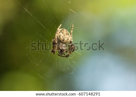 Spider garden-spider (lat. Araneus) of the genus araneomorph spiders of the family of Orb-web spiders (lat. Araneidae) on web pursed his paws. Green background