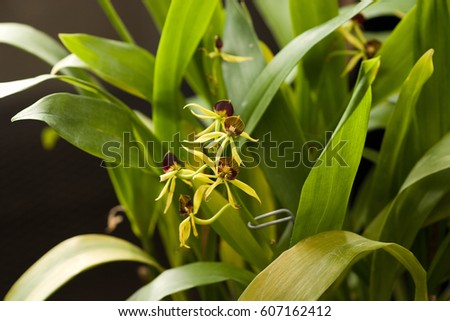 Tiny green rare orchids camouflaged among leaves Royalty-Free Stock Photo #607162412