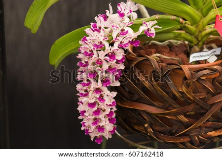 A flowing bunch of pink and white tiny rare orchids in a hanging basket Royalty-Free Stock Photo #607162418