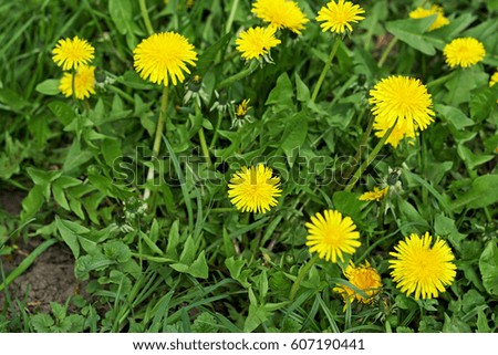 Glade with green grass. In the grass grow the large yellow dandelion.