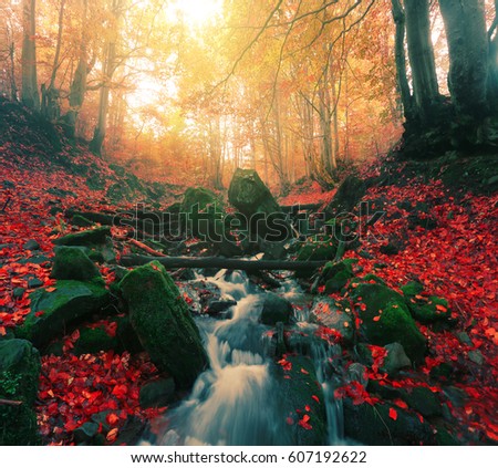 beautiful sunrise autumn Carpathian landscape in the mountains , stream in the forest, Carpathian national park ,west  Ukraine, east Europe mountains, wallpaper background landscape