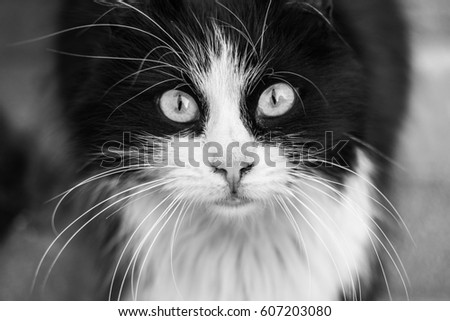 Black and white.  Monochrome portrait of street cat. Screensaver for your desktop