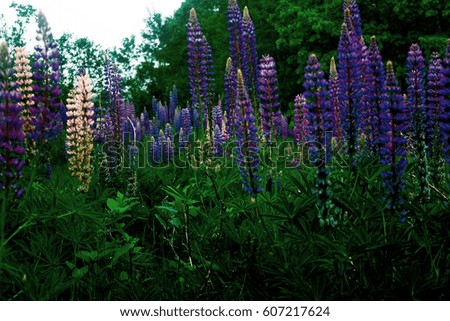 Pink and blue lupine flowers near Bar Harbor in Maine. 