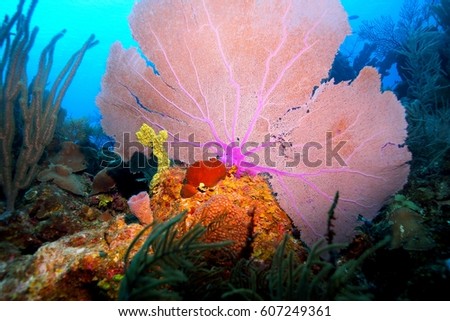 Pink sea fan on top of a reef at Turneffe Atoll in Belize Royalty-Free Stock Photo #607249361
