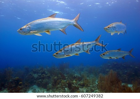 School of Tarpon in the shallows at Turneffe Atoll Royalty-Free Stock Photo #607249382