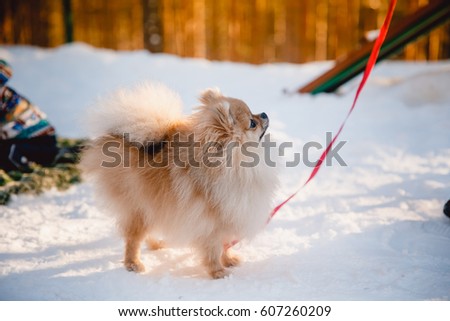 dog of pomeranian spitz. Winter