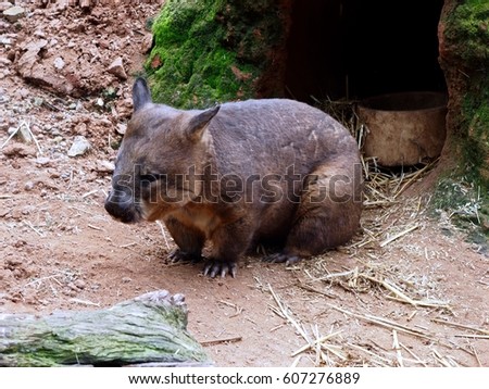 Energetic Outgoing Southern  Hairy-Nosed Wombat Enjoying the Sunshine.