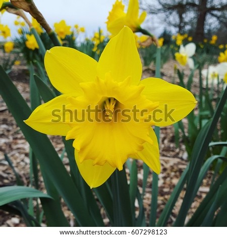 Hello, Spring! Yellow Daffodil are the first sign of spring.